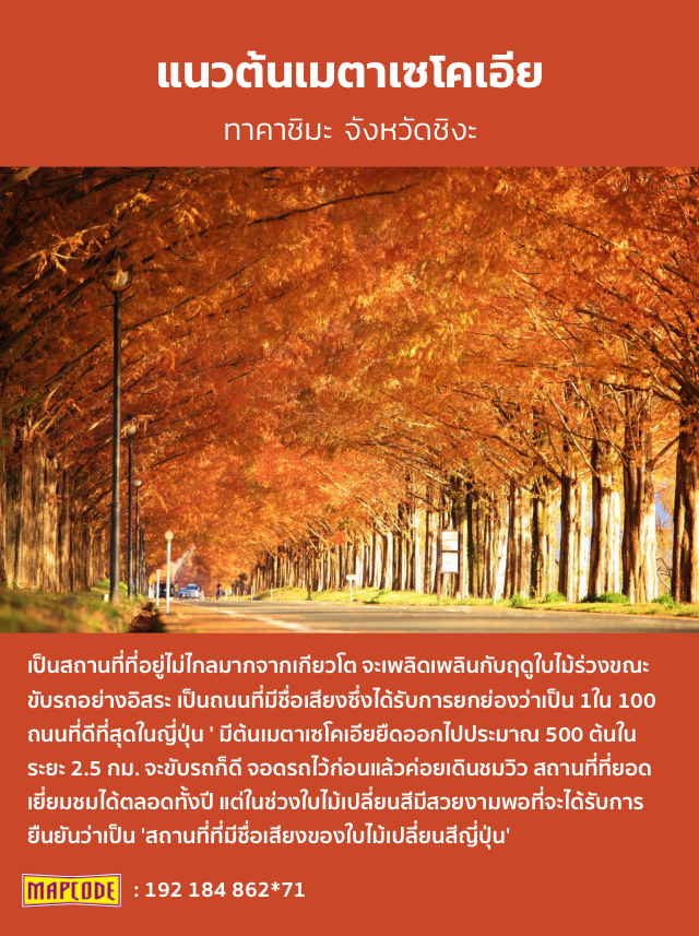 แนวต้นเมตาเซโคเอีย ทาคาชิมะ จังหวัดชิงะ เป็นสถานที่ที่อยู่ไม่ไกลมากจากเกียวโต จะเพลิดเพลินกับฤดูใบไม้ร่วงขณะขับรถอย่างอิสระ เป็นถนนที่มีชื่อเสียงซึ่งได้รับการยกย่องว่าเป็น 1ใน 100 ถนนที่ดีที่สุดในญี่ปุ่น ' มีต้นเมตาเซโคเอียยืดออกไปประมาณ 500 ต้นในระยะ 2.5 กม. จะขับรถก็ดี จอดรถไว้ก่อนแล้วค่อยเดินชมวิว สถานที่ที่ยอดเยี่ยมชมได้ตลอดทั้งปี แต่ในช่วงใบไม้เปลี่ยนสีมีสวยงามพอที่จะได้รับการยืนยันว่าเป็น 'สถานที่ที่มีชื่อเสียงของใบไม้เปลี่ยนสีญี่ปุ่น' mapcode : 192 184 862*71