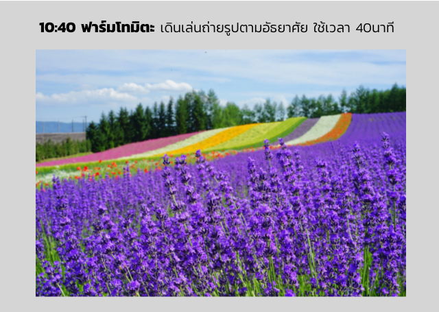 10:40 ฟาร์มโทมิตะ เดินเล่นถ่ายรูปตามอัธยาศัย ใช้เวลา 40นาที