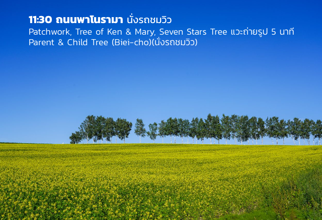 11:30 ถนนพาโนรามา นั่งรถชมวิว Patchwork, Tree of Ken & Mary, Seven Stars Tree แวะถ่ายรูป 5 นาที Parent & Child Tree (Biei-cho)(นั่งรถชมวิว)