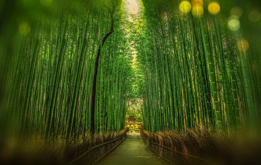Arashiyama (Bamboo Grove, Togetsukyo Bridge, Tenryu-ji)