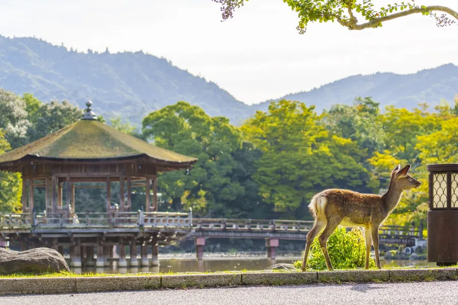 Nara Park & Todai-ji (day trip from Kyoto)