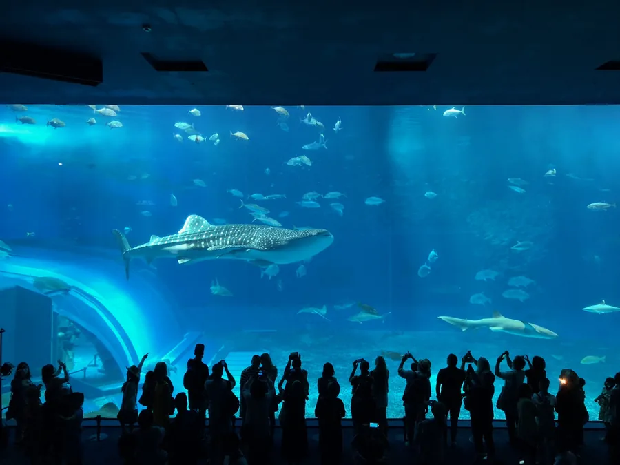 Okinawa Churaumi Aquarium (Ocean Expo Park)