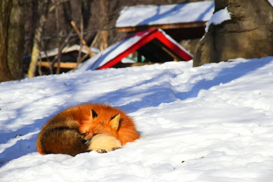 Miyagi Zao Fox Village