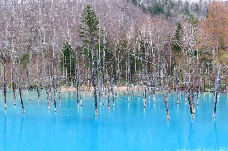 บ่อน้ำสีฟ้า (Blue Pond) เมืองบิเอย์ ระหว่างเส้นทางอาซาฮิกาวะ ↔ ฟุราโน (ภาพ: MaedaAkihiko / CC BY-SA 4.0)