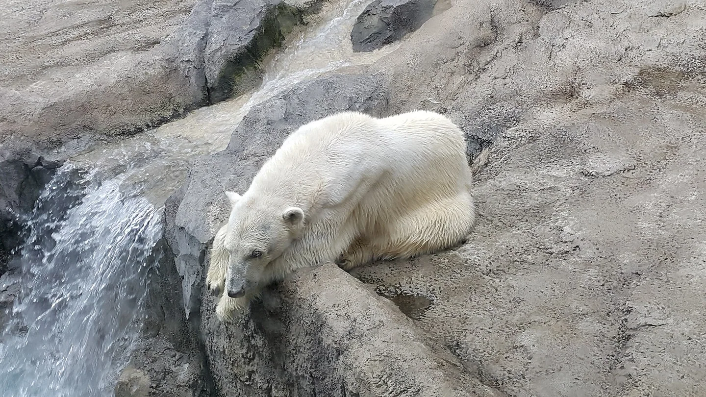 Asahiyama Zoo