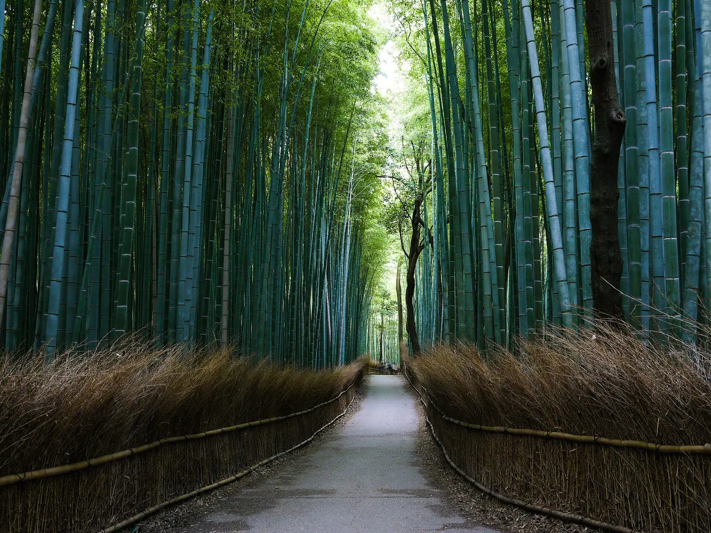 Kansai Free Pass 1 Week